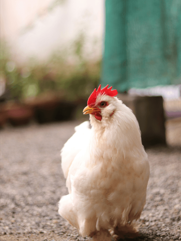 Livestock