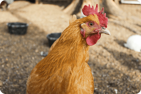 Free-Range Poultry Management