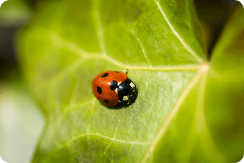 The Benefits of Organic Pest Control